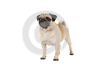 Standing adult pug glancing away