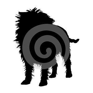 Standing Affenpinscher Silhouette Isolated On White photo