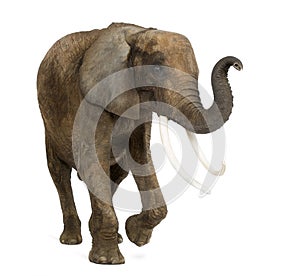 Standing African elephant lifting its trunk, isolated