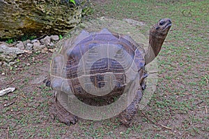 A standing Aldabra giant tortoise with her four strong legs
