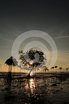 Standing Alone of Mangrove Near Probolinggo Seashore