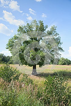 Standing alone tree - oak with beams in crone