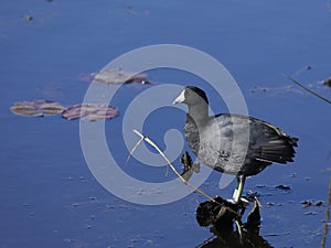 Standing American Coot