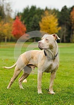 Standing American Pit Bull Terrier dog