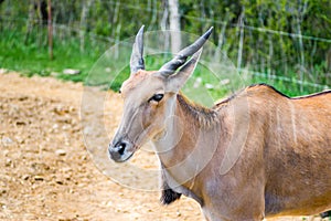 Standing Antelope at Everland, Korea