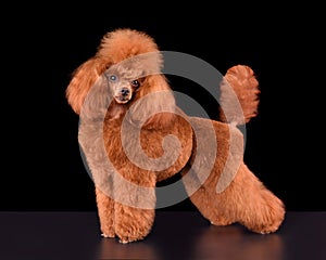 Standing apricot toy poodle