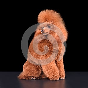 Standing apricot toy poodle