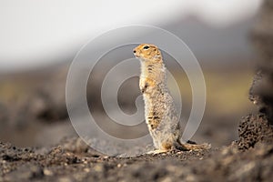 Standing Arctic ground squirrel or parka in Kamchatka near Tolbachik volcano