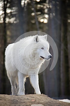 Standing arctic wolf