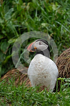 Standing Atlantic Puffin, close up, In Iceland