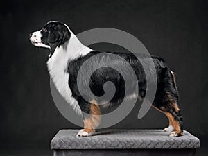 Standing Australian Shepherd dog