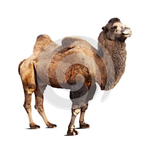 Standing bactrian camel on white background