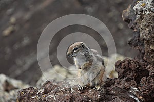 Standing Barbary Ground Squirrel Chipmunk photo