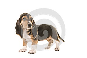 Standing basset artesien normand puppy seen from the side looking back