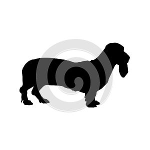 Standing Basset Hound Dog, Side View Silhouette isolated On White
