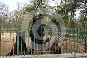 Standing bear and other bears in the zoo