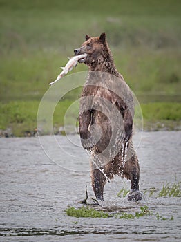 Standing Bear at Pack Creek with salmon in its mouth