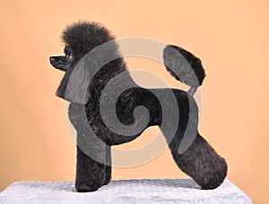 Standing beautiful black poodle