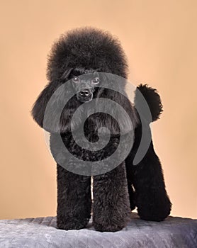 Standing beautiful black poodle