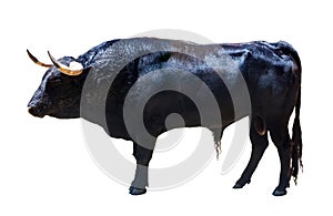 Standing black bull, isolated over white