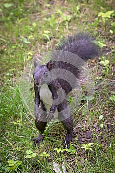 Standing black squirrel in the city park. Close up image