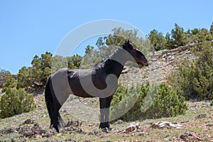 Standing black stallion wild horse on rocky hillside on Pryor Mountain in the western USA