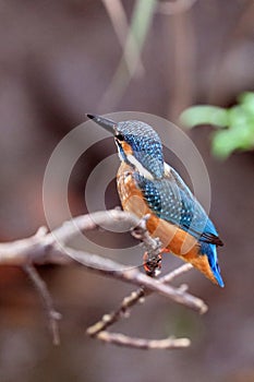 Standing on a branch of the tree, a kingfisher is going to get fish.