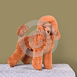 Standing bright apricot poodle