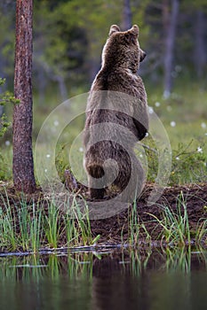 Standing Brown bear in Finnish forest with reflection from lake