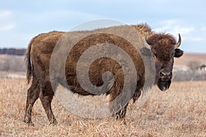 Standing brown bison, Kansas