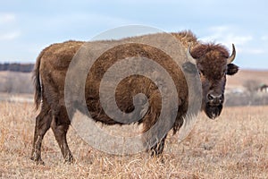 Standing brown bison, Kansas photo