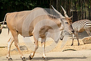 Standing brown common eland with spiral horns