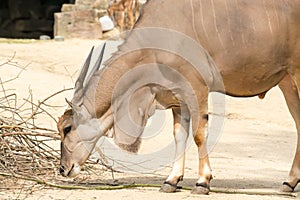 Standing brown common eland with spiral horns