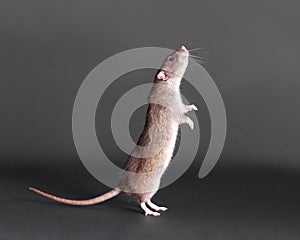 Standing brown domestic rat