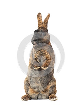 standing brown rabbit isolated on a white