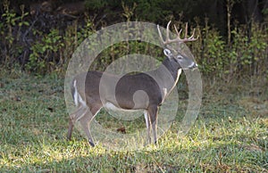 Standing Buck deer