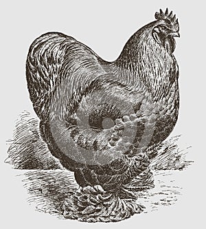 Standing buff cochin rooster in side view