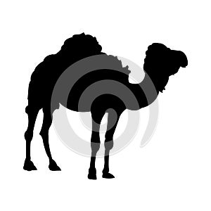 Standing Camel Silhouette on White Background