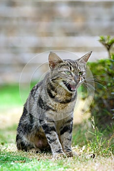 Standing Cat