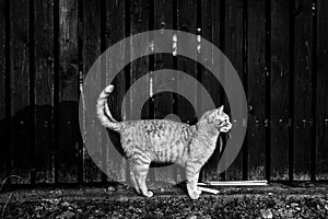 Standing cat in front of wooden fence in village