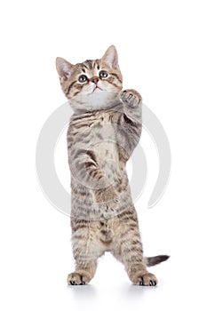 Standing cat kitten isolated on white background