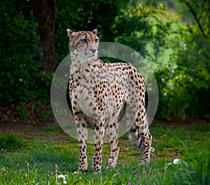 Standing cheetah