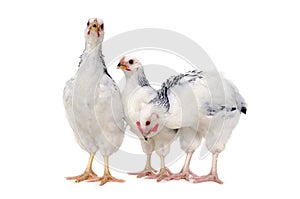 Standing chickens