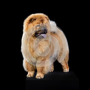 Standing china chow-chow dog