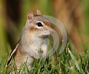 Standing Chipmunk