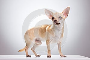 Standing chivava posing.