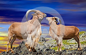 Standing couple of barbary sheeps