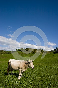 Standing Cow