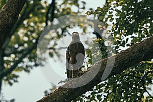 Standing Crested serpent eagle sitting on a tree branch under blur leaves