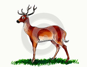 Standing deer